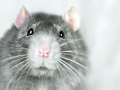funny rat portrait close up